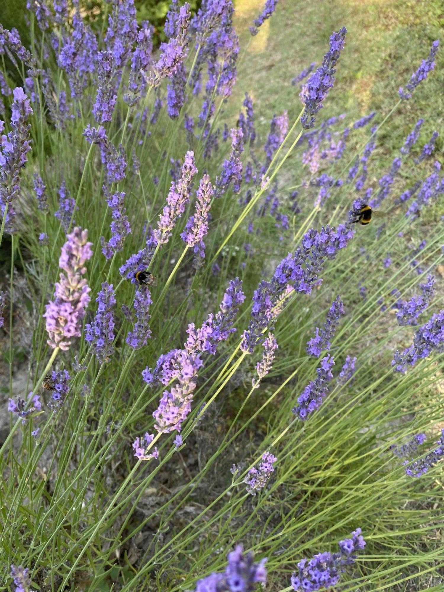 Mas La Pauline Gites De Charme & Roulotte Saint-Rémy-de-Provence Exteriör bild